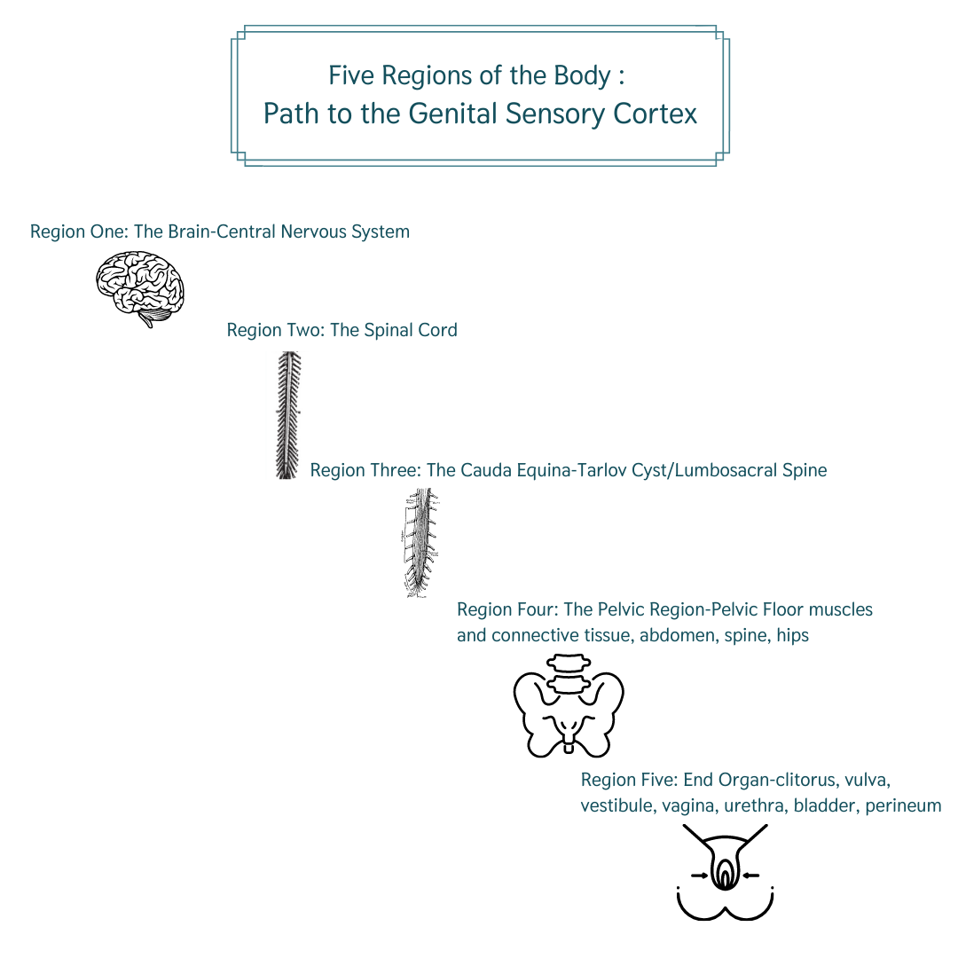 PGAD biopsychosocial approach