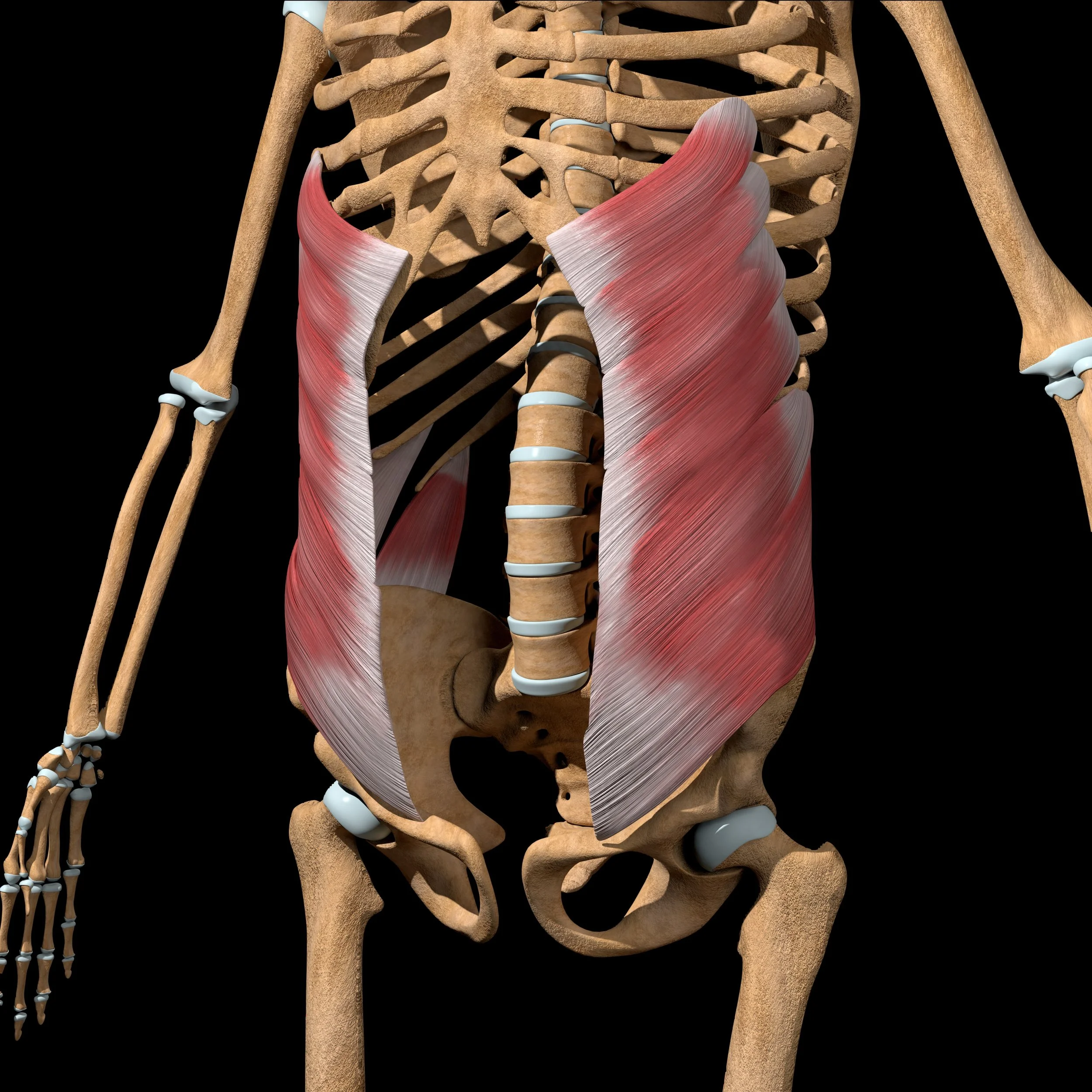  External Oblique Muscle 