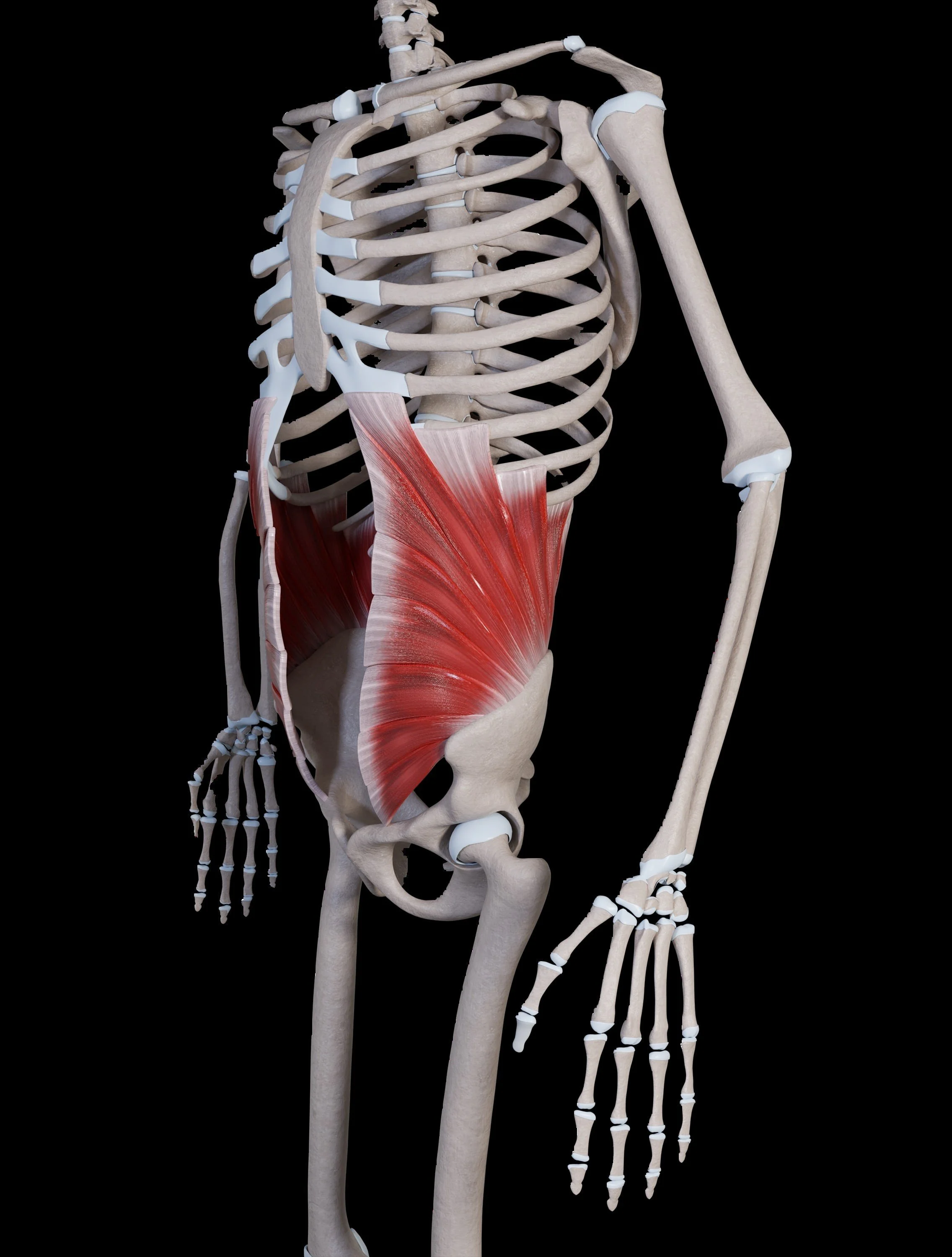 Internal Oblique Muscle
