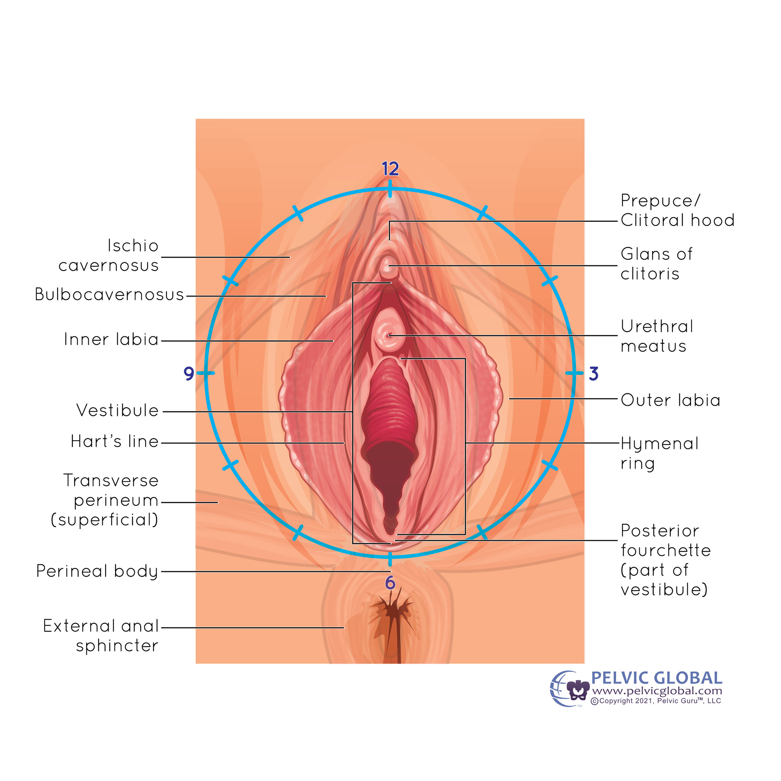 Image used with permission from Pelvic Guru®, LLC as a member of the Global Pelvic Health Alliance Membership (GPHAM)