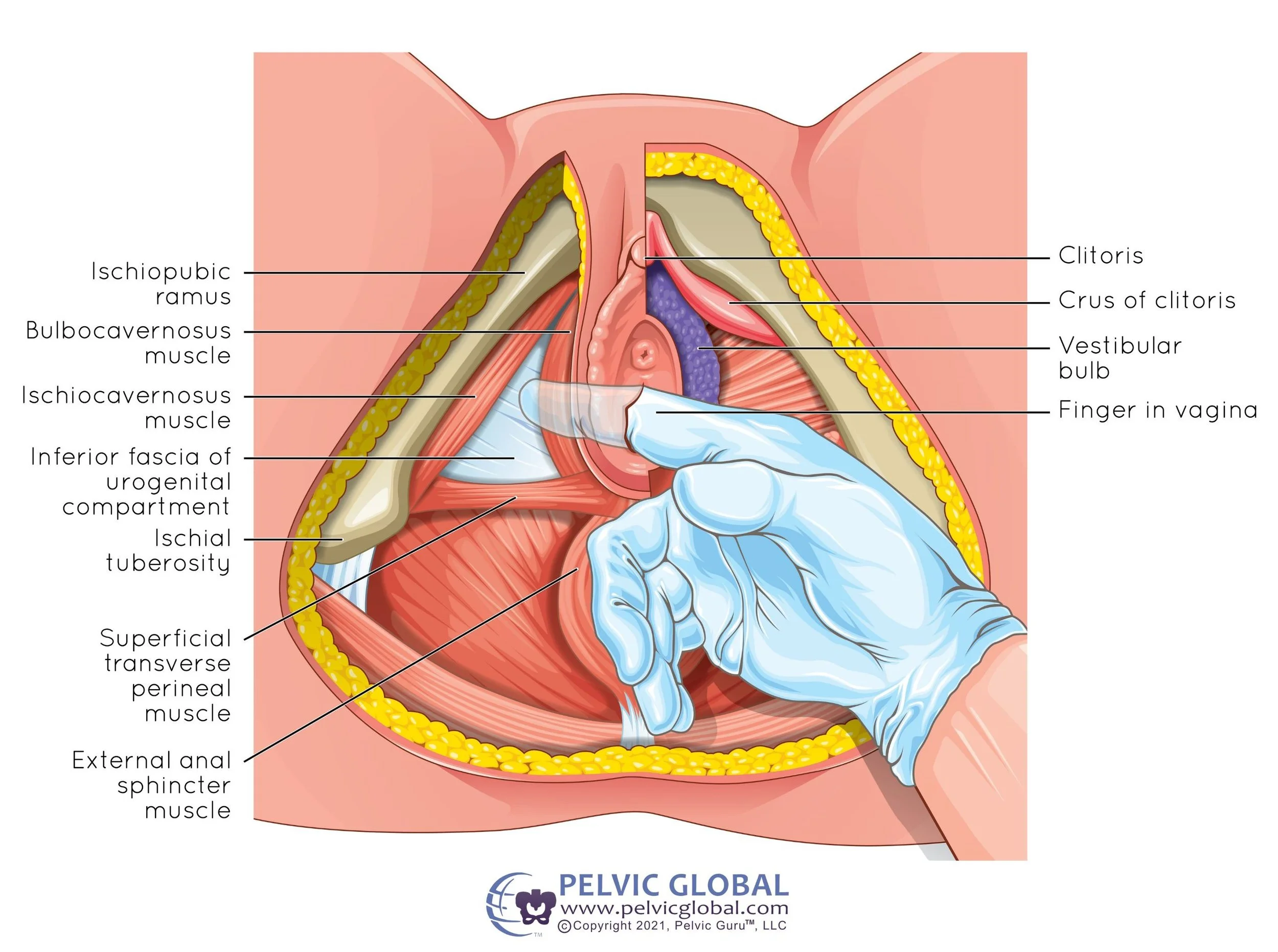 internal pelvic floor muscle assessment physical therapy