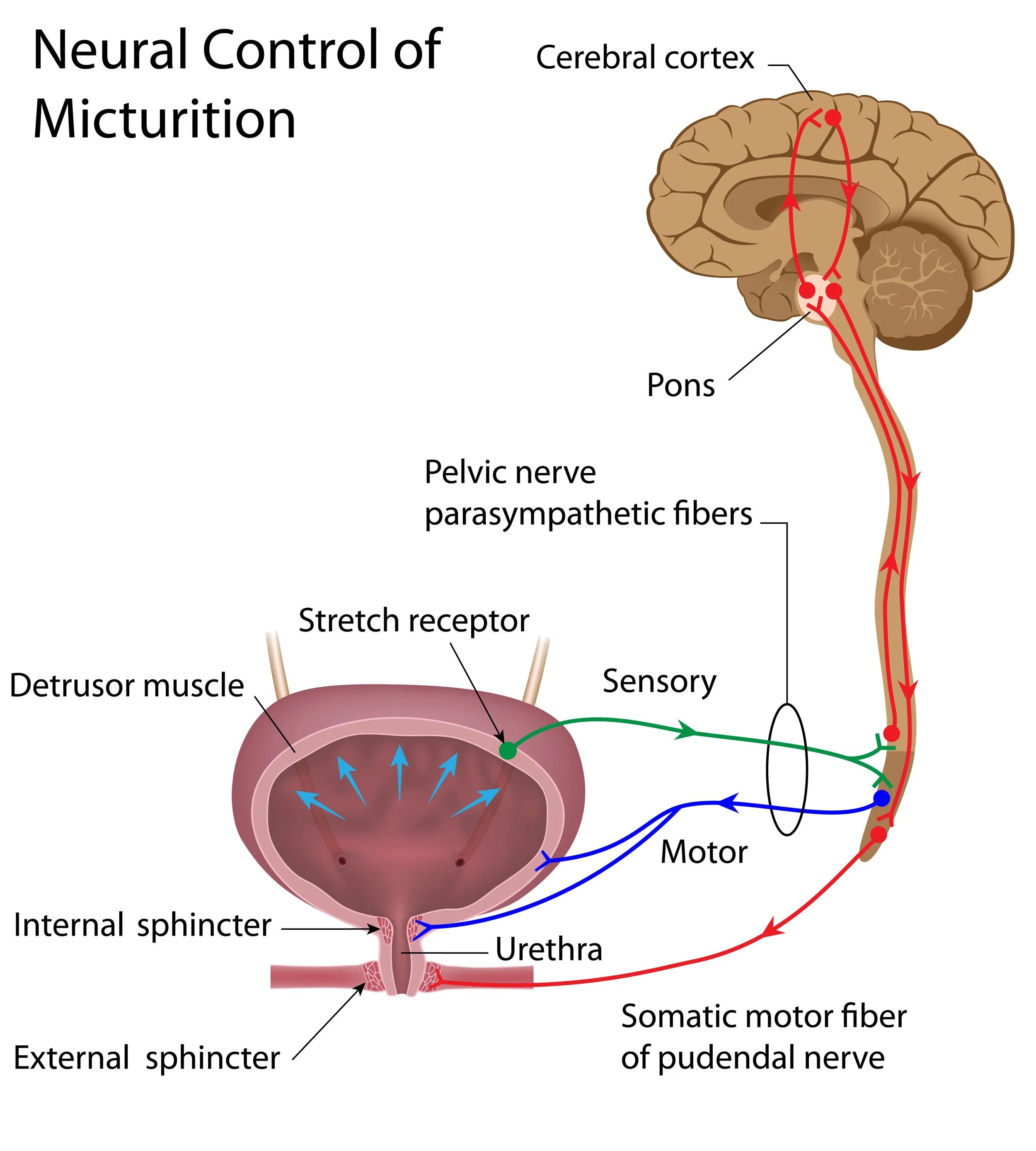 bladder pelvic floor physical therapy