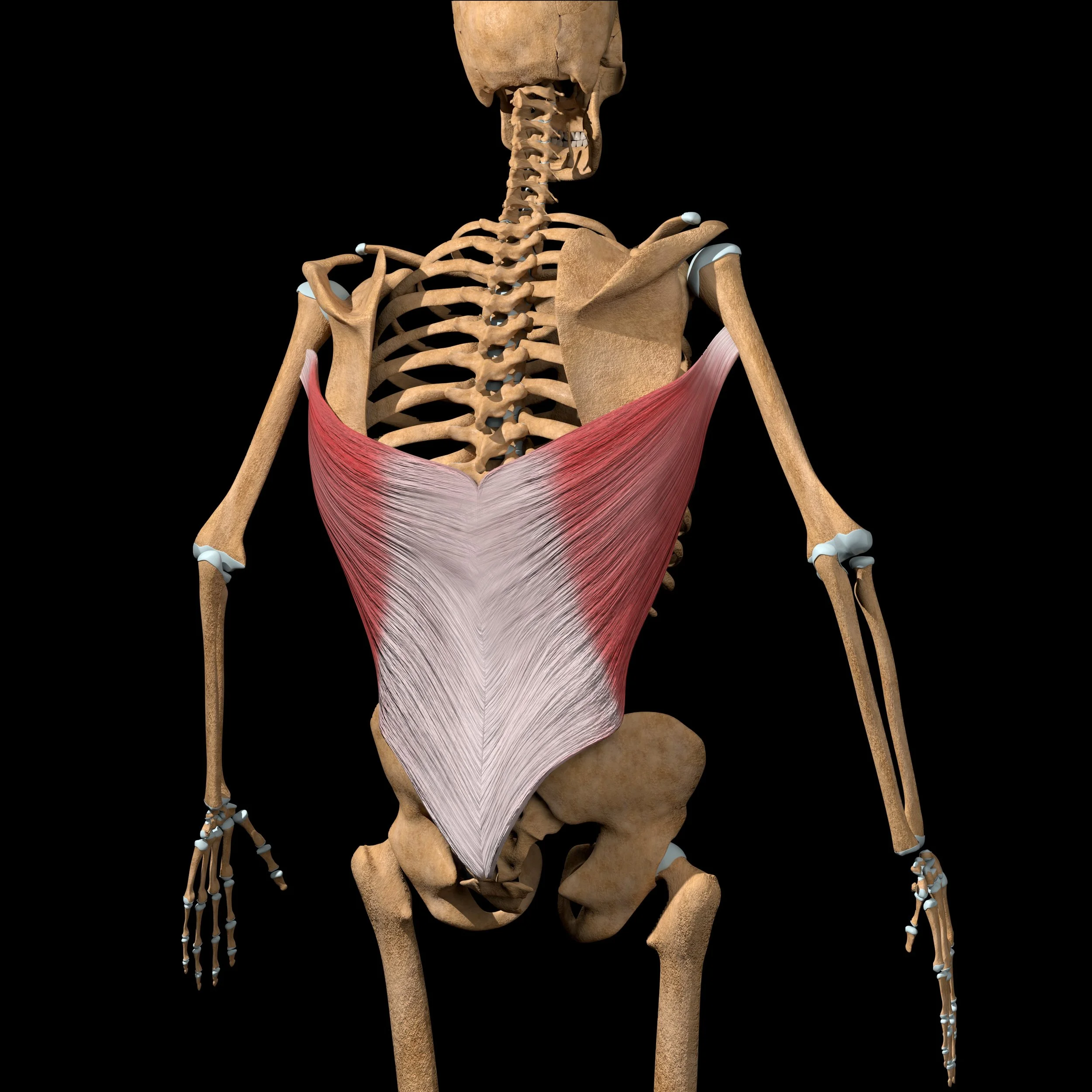 Latissimus Dorsi Muscle 