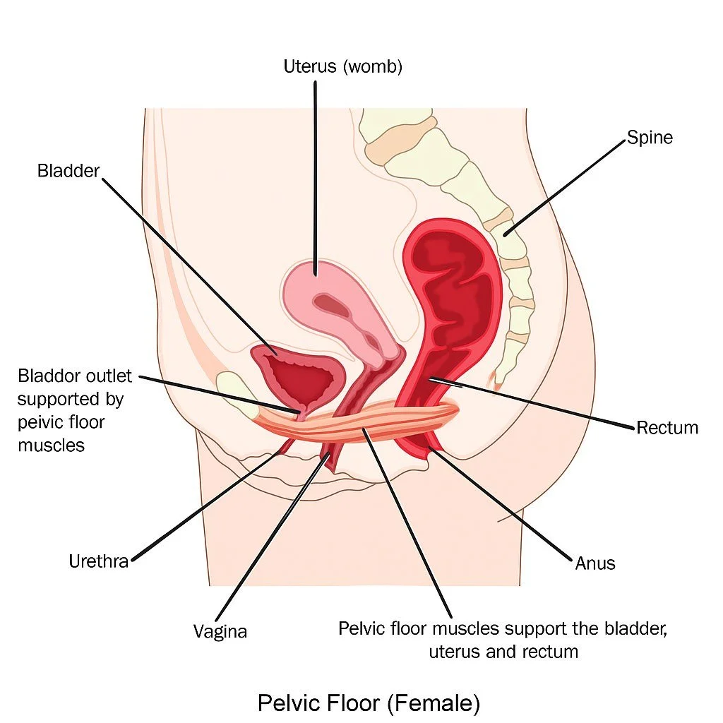 pelvic floor anatomy bladder function stress urinary incontinence