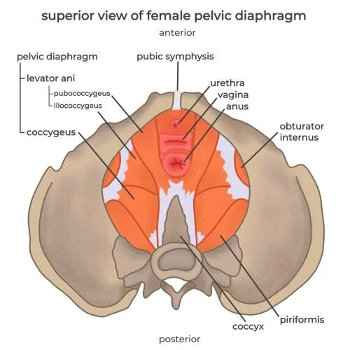 pelvic floor model