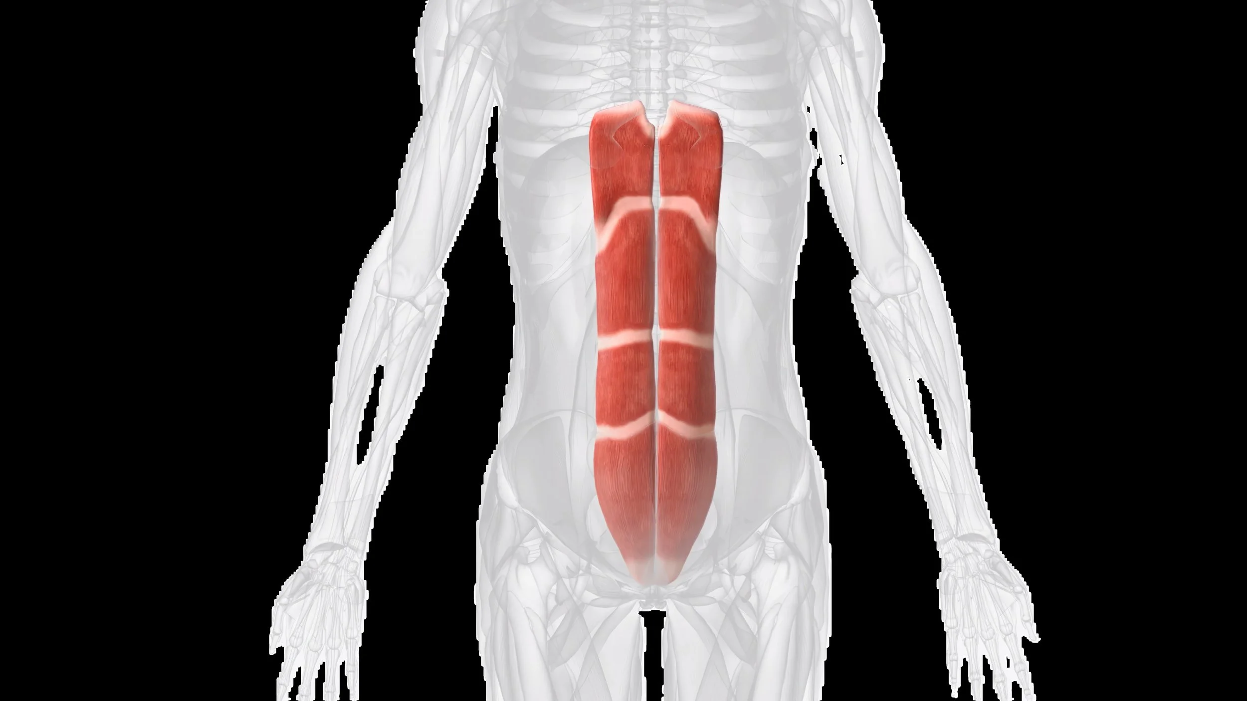 Rectus Abdominis Muscle