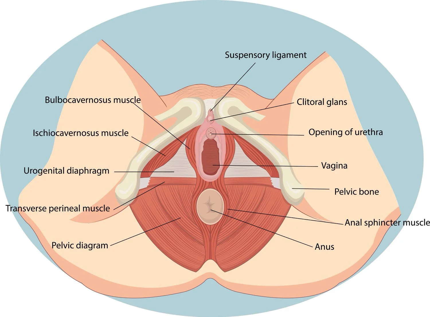 Vaginal birth preparation, pelvic floor physical therapy