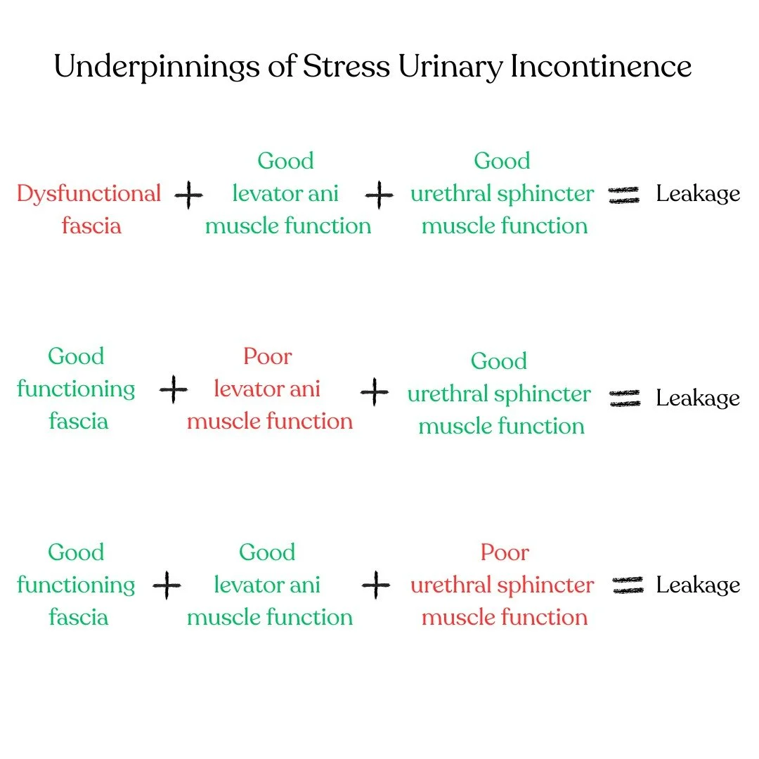 causes of stress urinary incontinence graphic