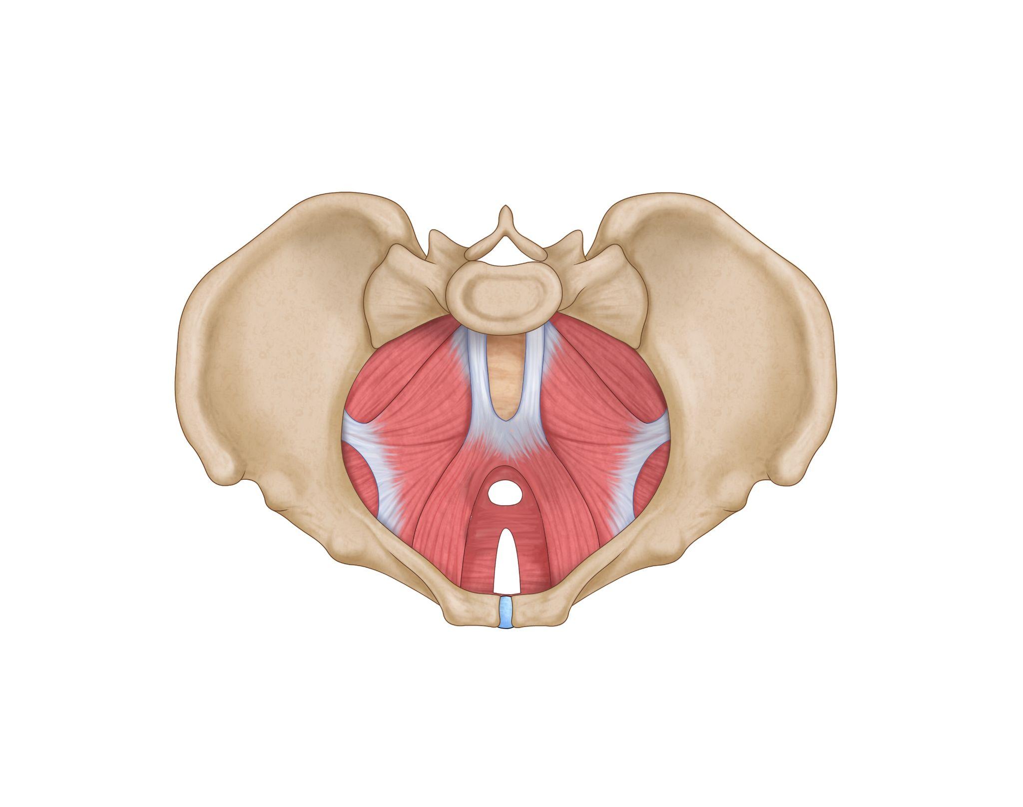 illustration of the pelvic floor muscles within the bony pelvis - menopause and the pelvic floor